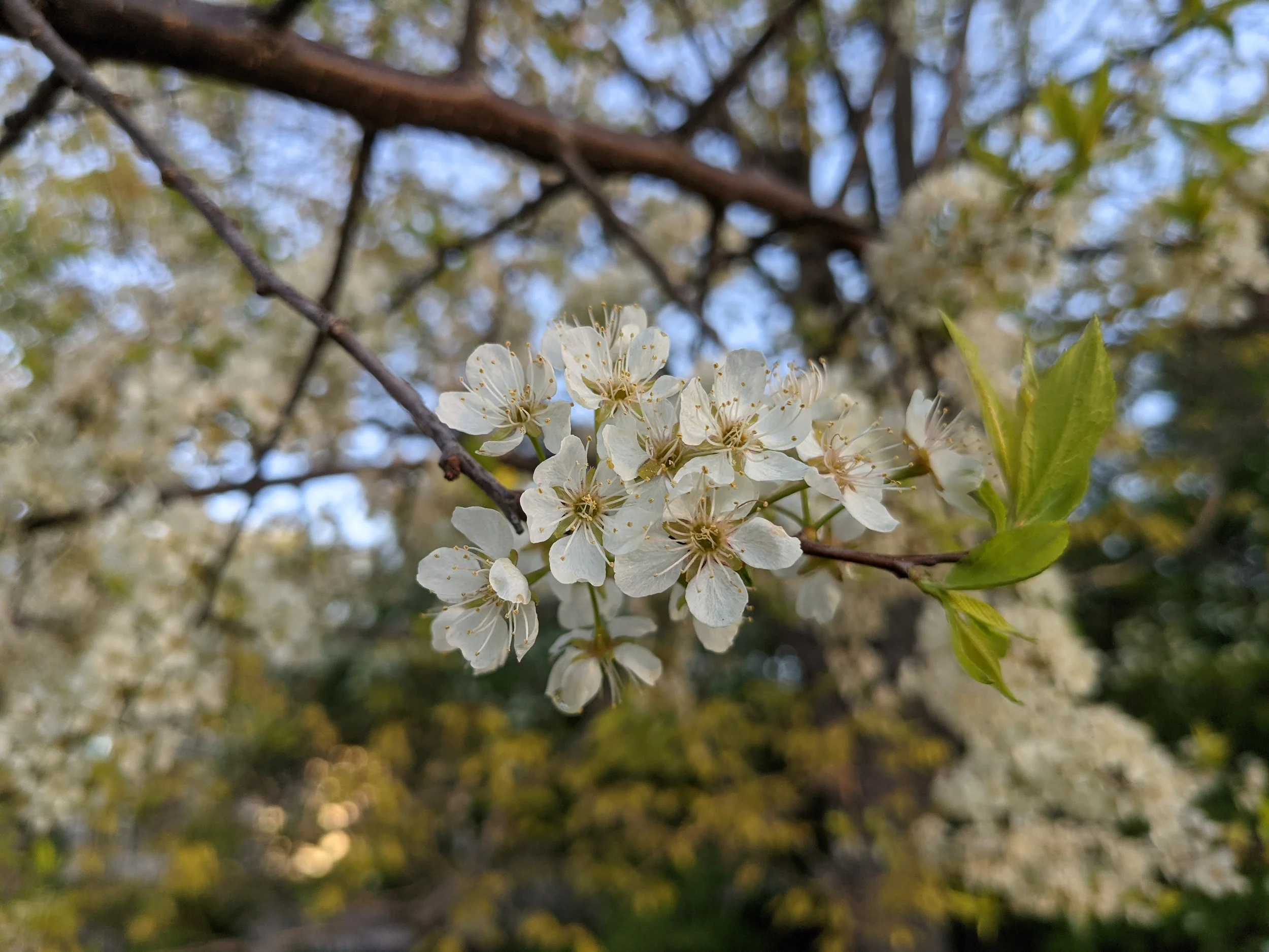 am plum flowersPXL_20210511_112924211.jpg