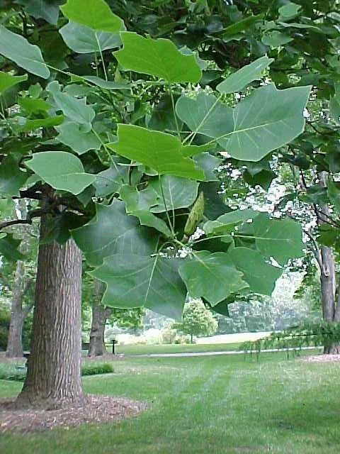 tuliptree.jpg