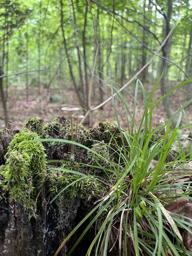 Funding Available for Conservation Practices on Your Land