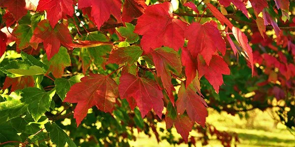 plant_red-maple_shutterstock_600x300.jpg