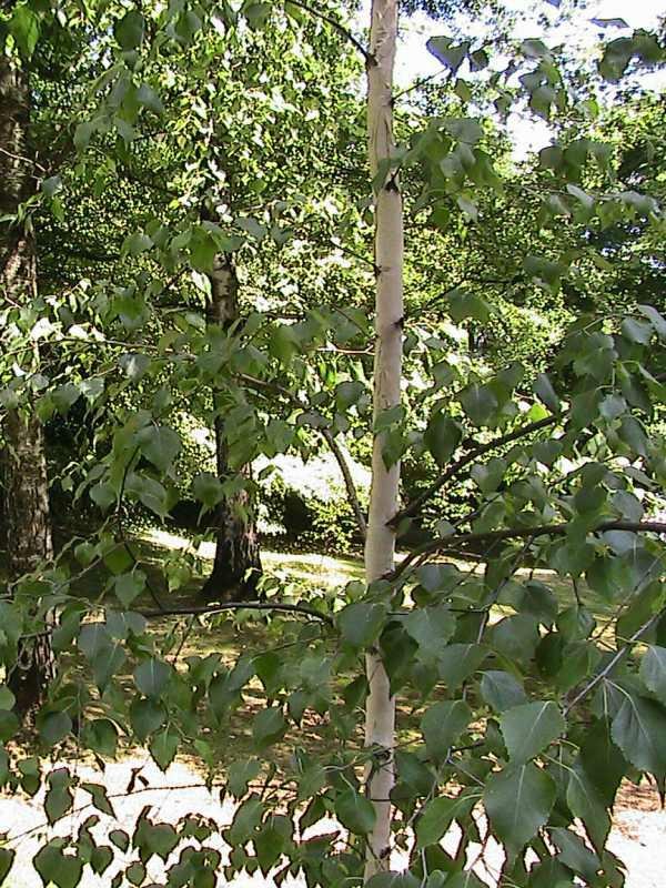 pape rbirch trunks.jpg