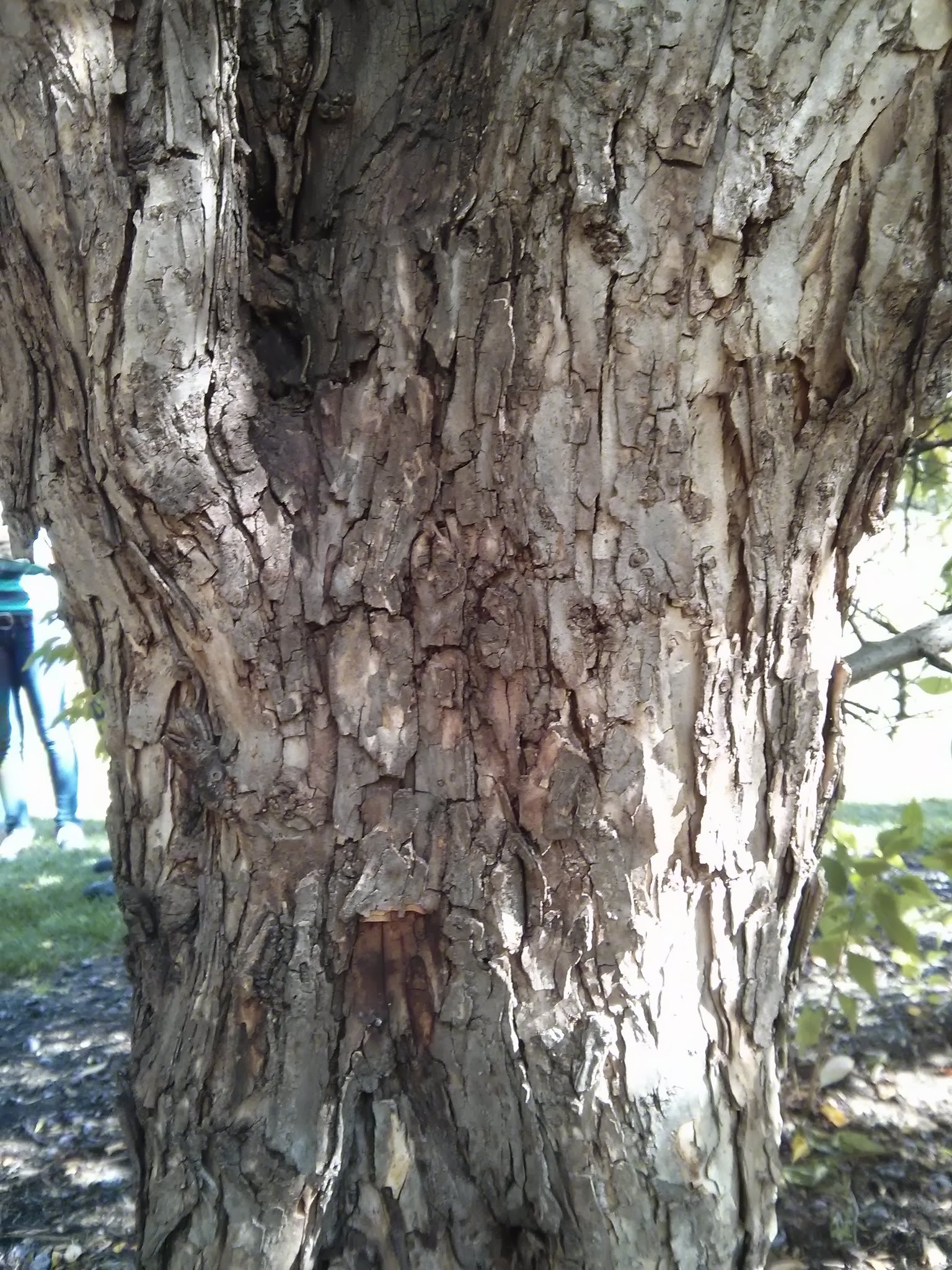 am plum bark bark_1 (2).jpg