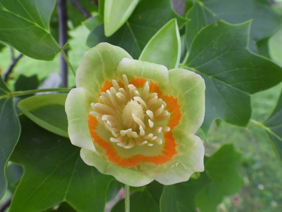 tuliptree flower.jfif