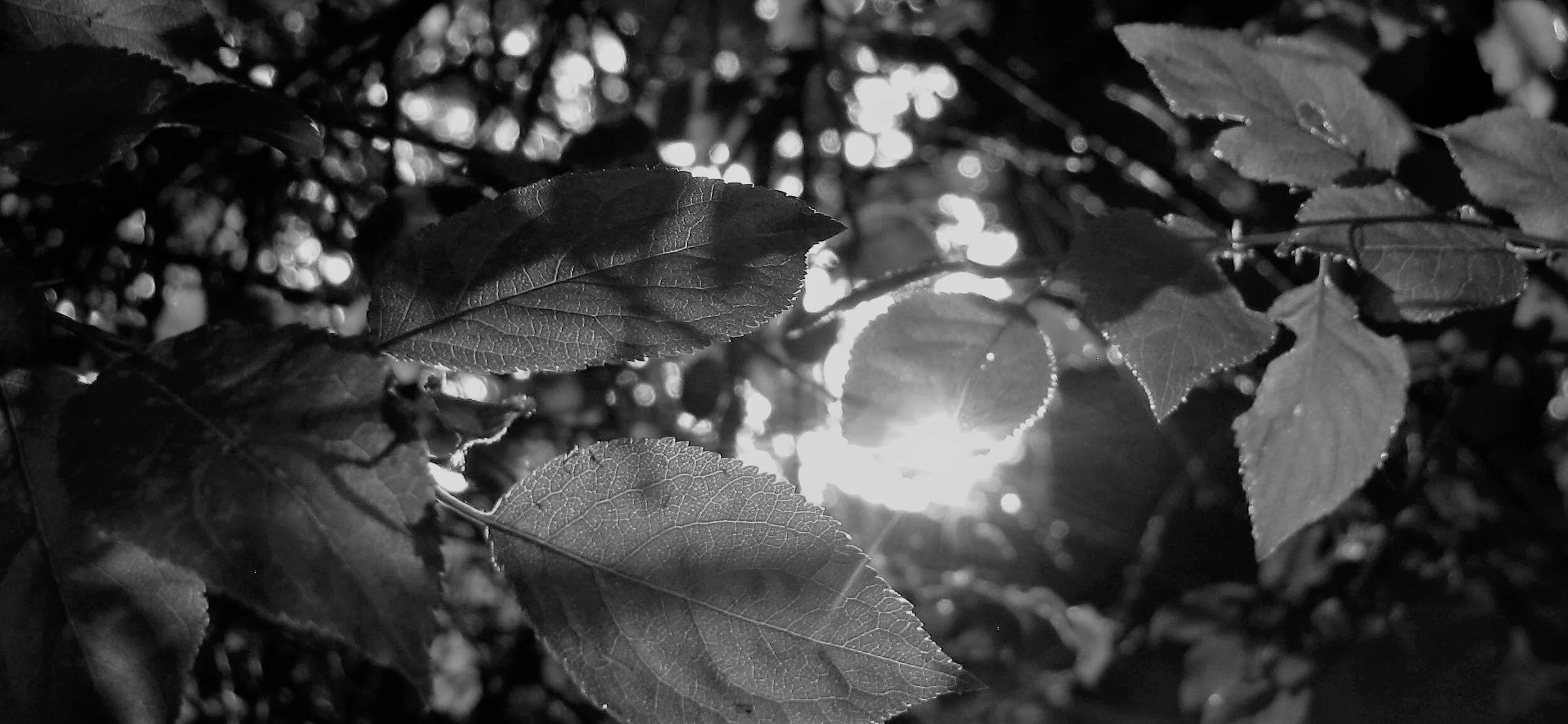 forest-diver-sPwxQzYXZOs-unsplash.jpg