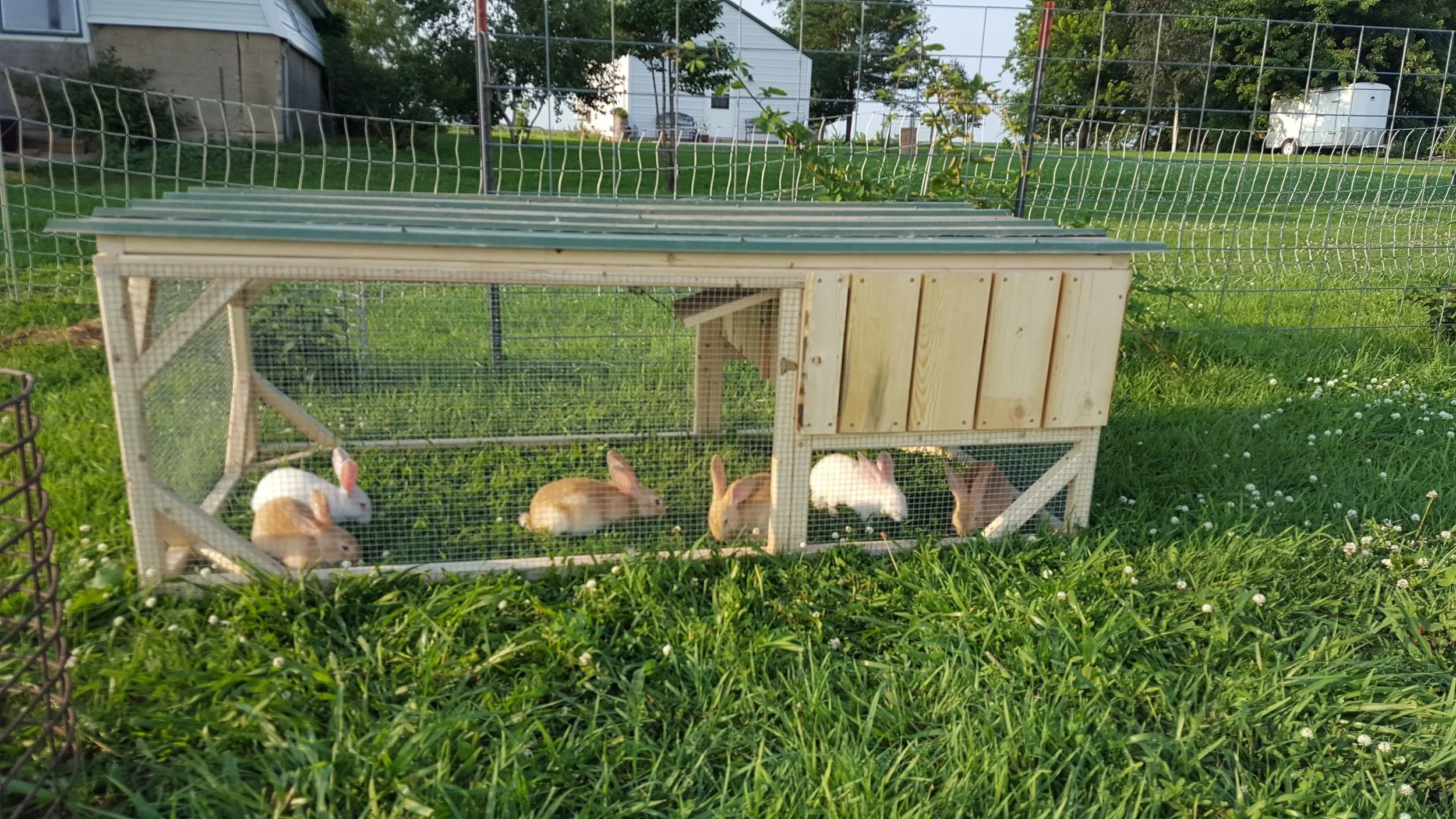 garden bunnies.jpg