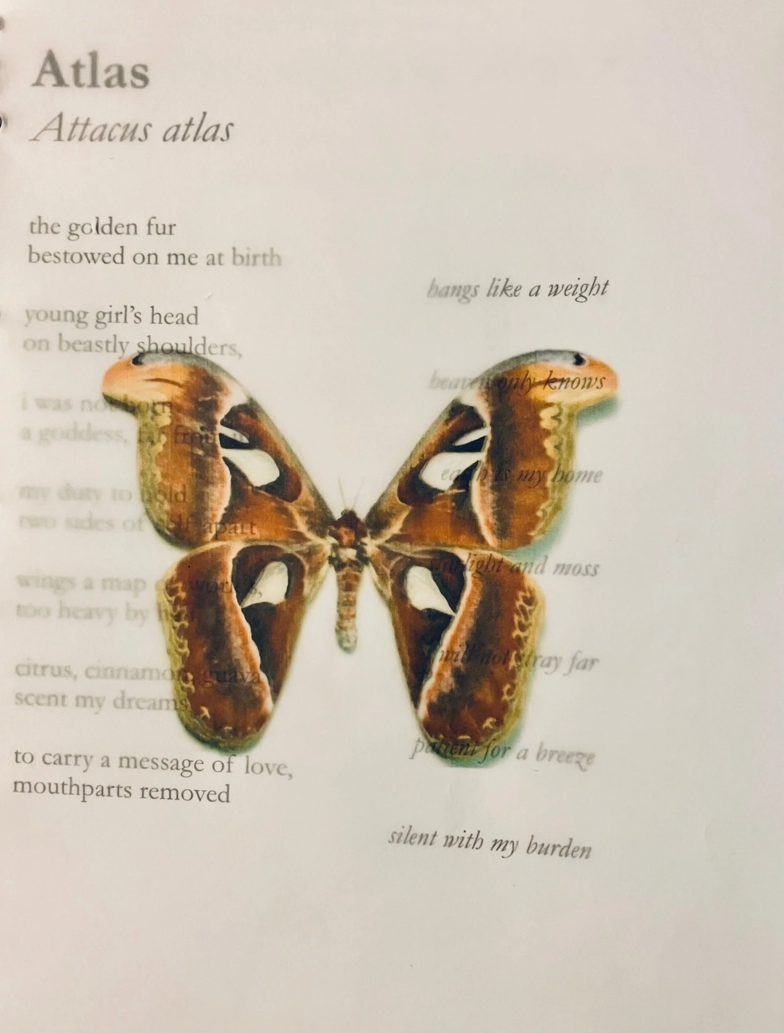 atlas moth.jpg
