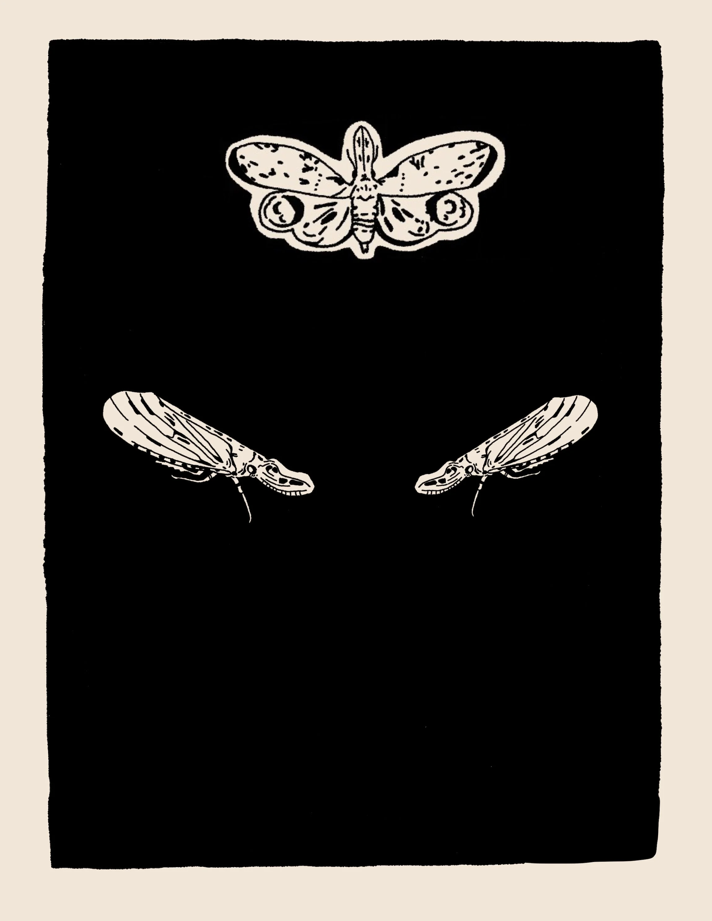 lantern fly back cover.jpg