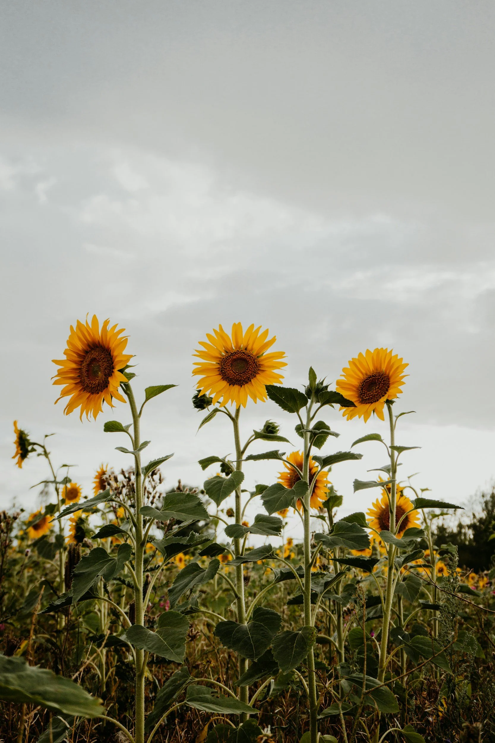 Spring and Summer Hours Begin!