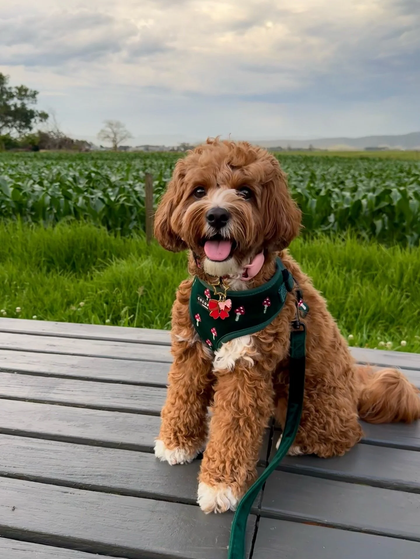 Enjoy warm country hospitality and cuisine at The Butter Factory Restaurant, Pyree.⁣⁣
⁣
Families are always welcome here. So are dogs. If you would like to sit outside, need a high chair, or are bringing your four-legged friend along, just let our fr