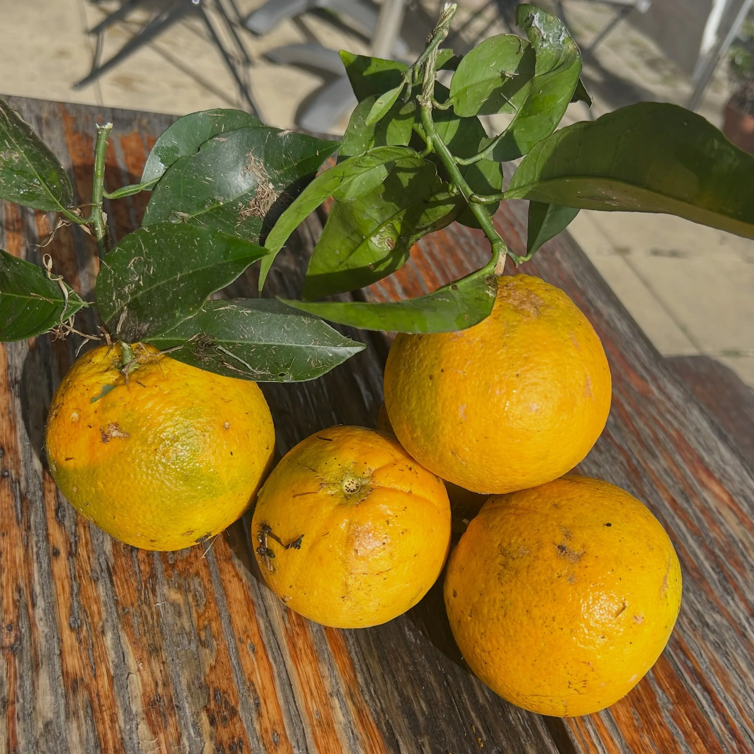 Organic produce straight from our garden to your table! #orangefestival #countrystyle