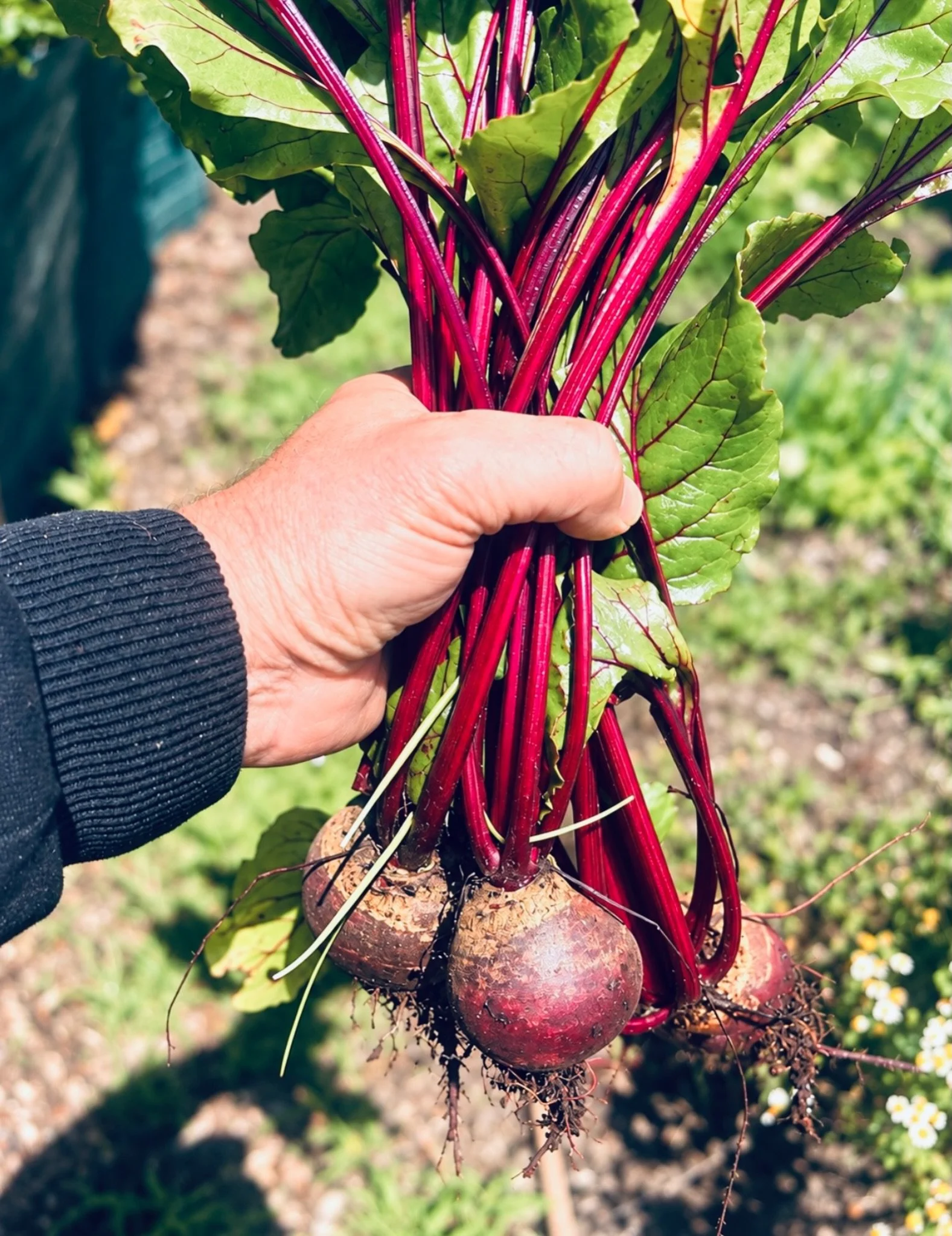 Organic produce straight from our garden to your table!

#countrystyle #organicproduce