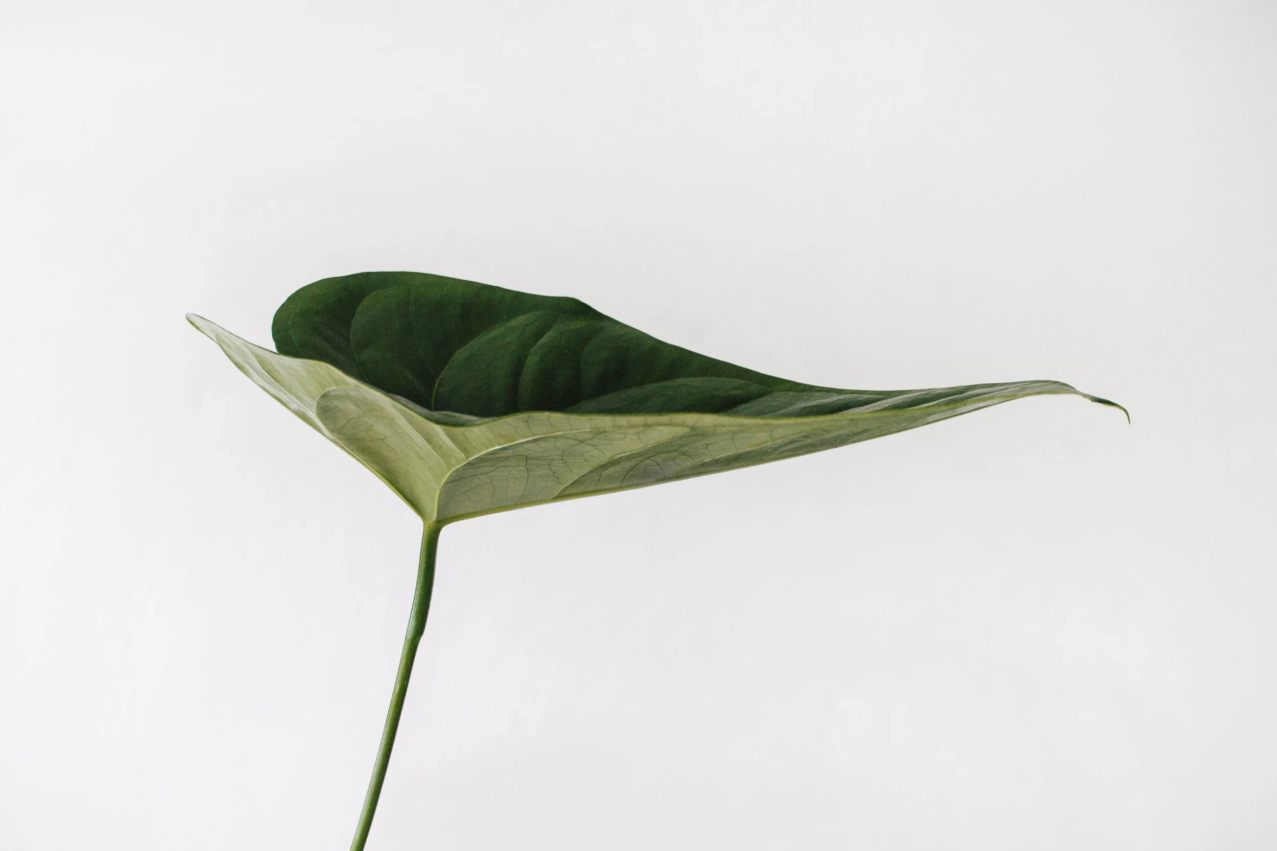 Read More at One Tree Planted