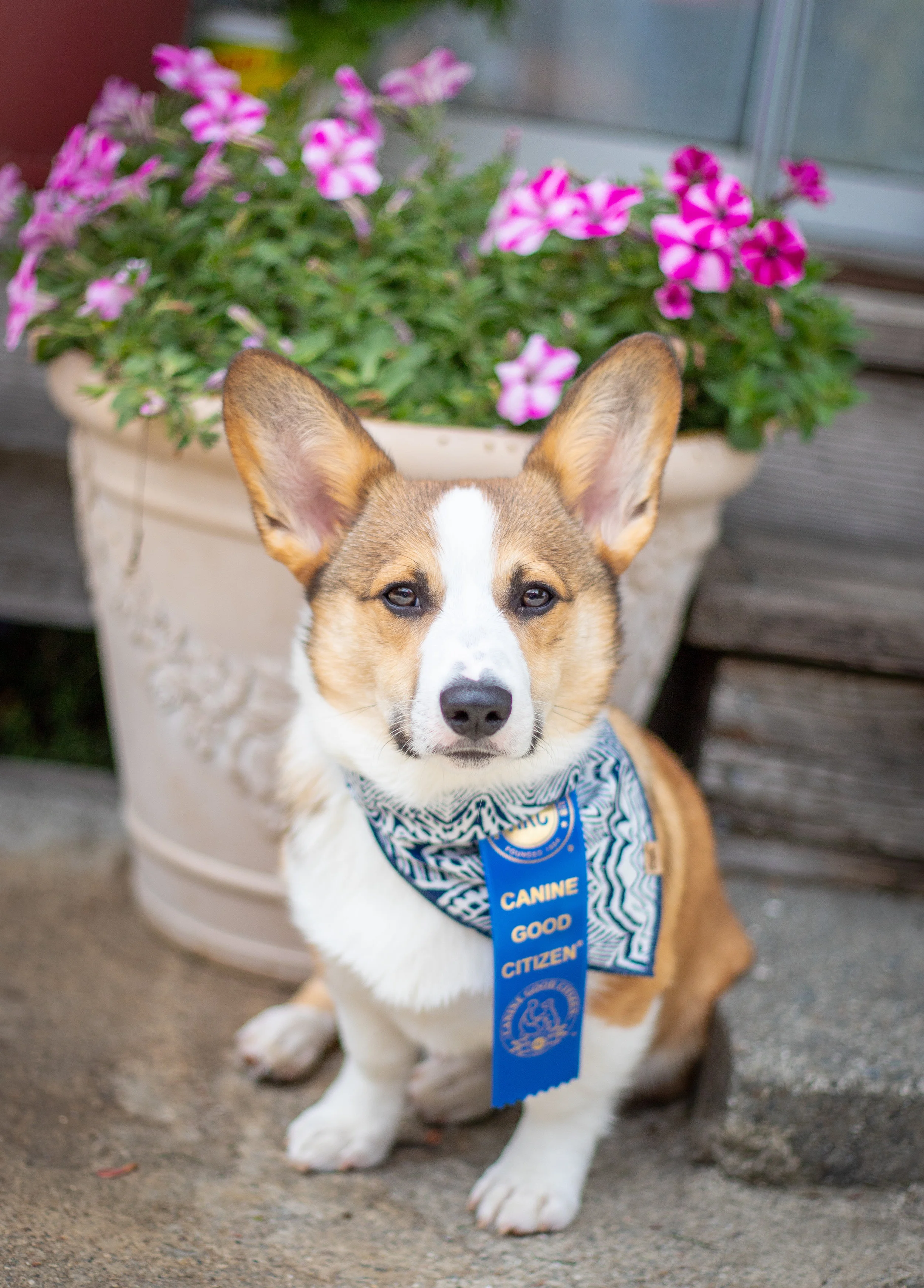 flying colors canine