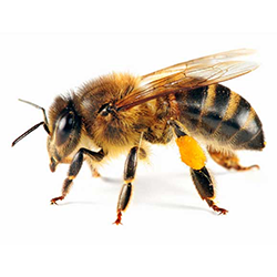 bee.png