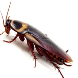 roach250.jpg
