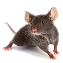 mice-1.png