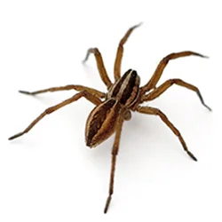 spider2.jpg