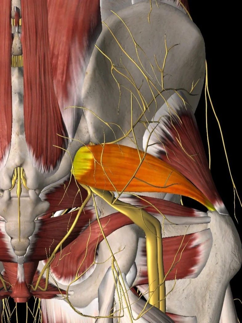 Piriformis Syndrome Explained Clinical Somatics Offer