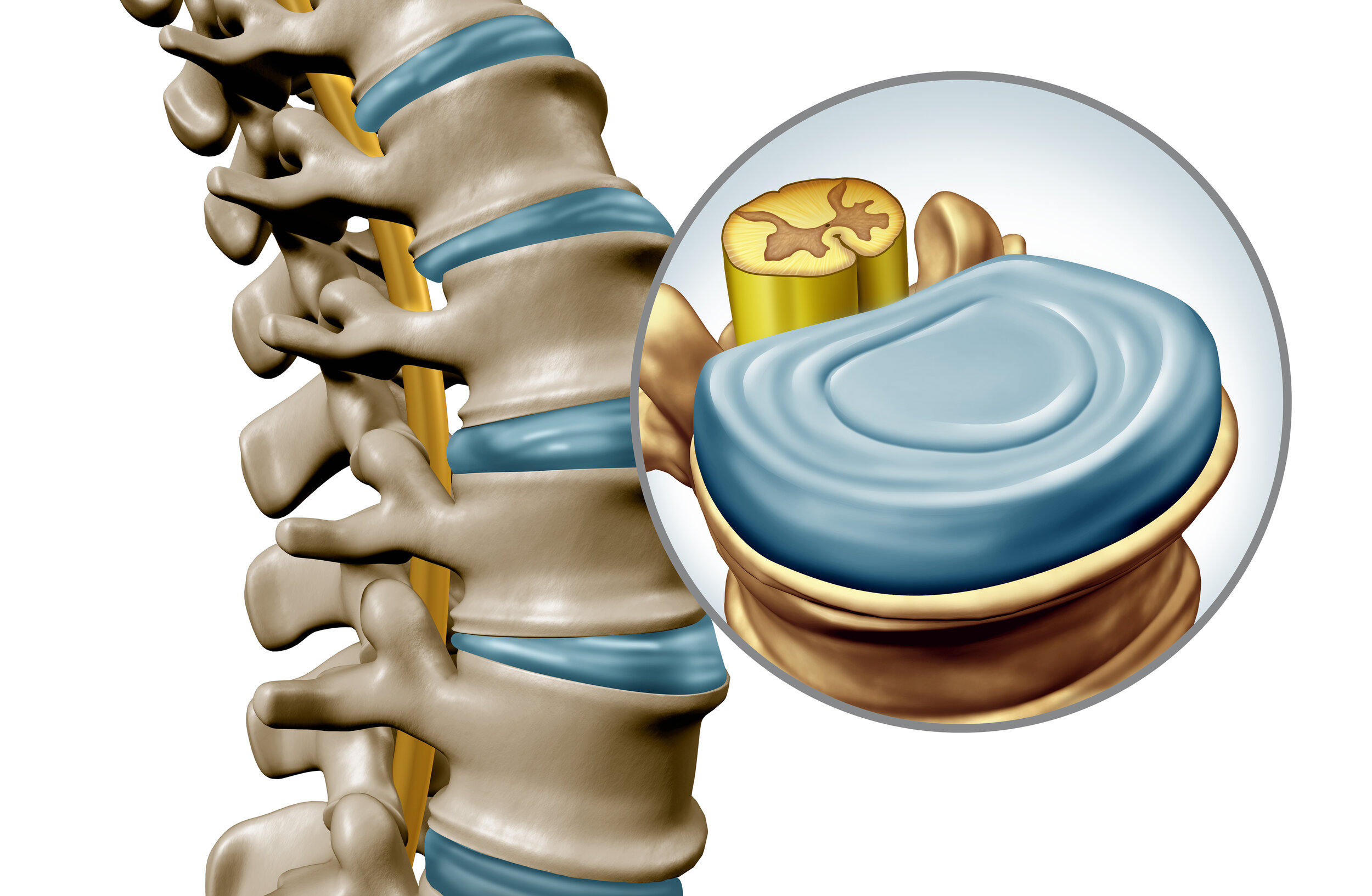 图1-2-2 椎间盘、前纵韧带和椎骨间的连结-新编人体解剖学-医学
