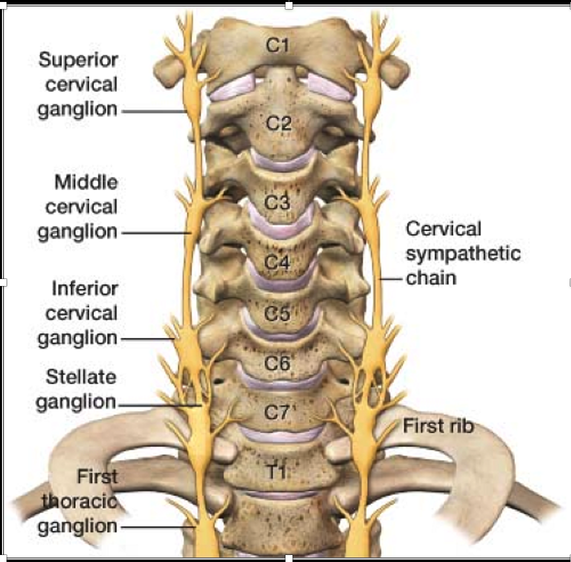Stellate Ganglion Block — TampaPainMD