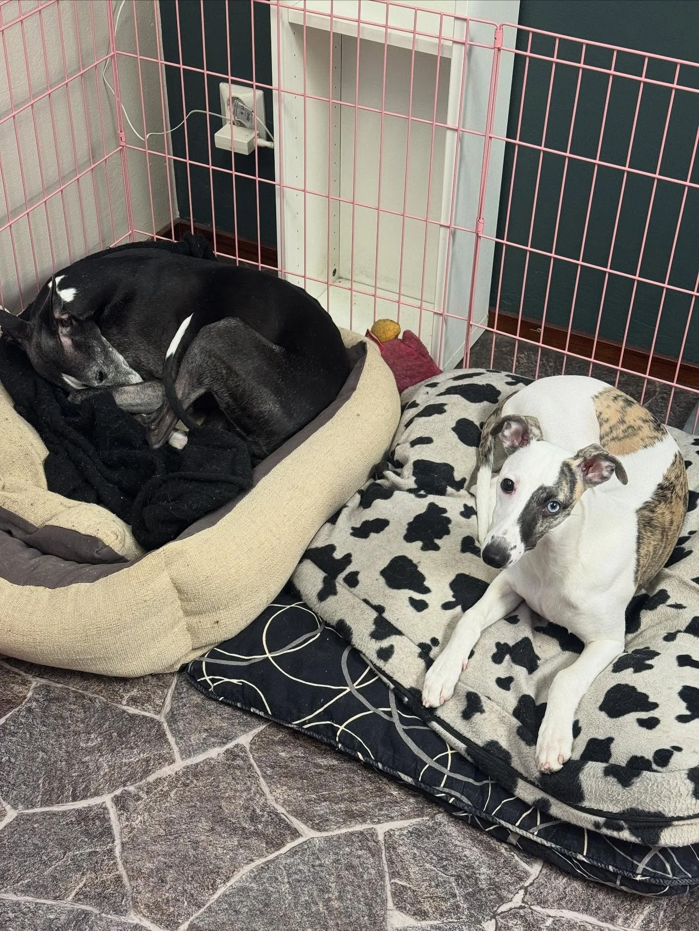 Kampaamokoiran el&auml;m&auml;&auml; #whippet