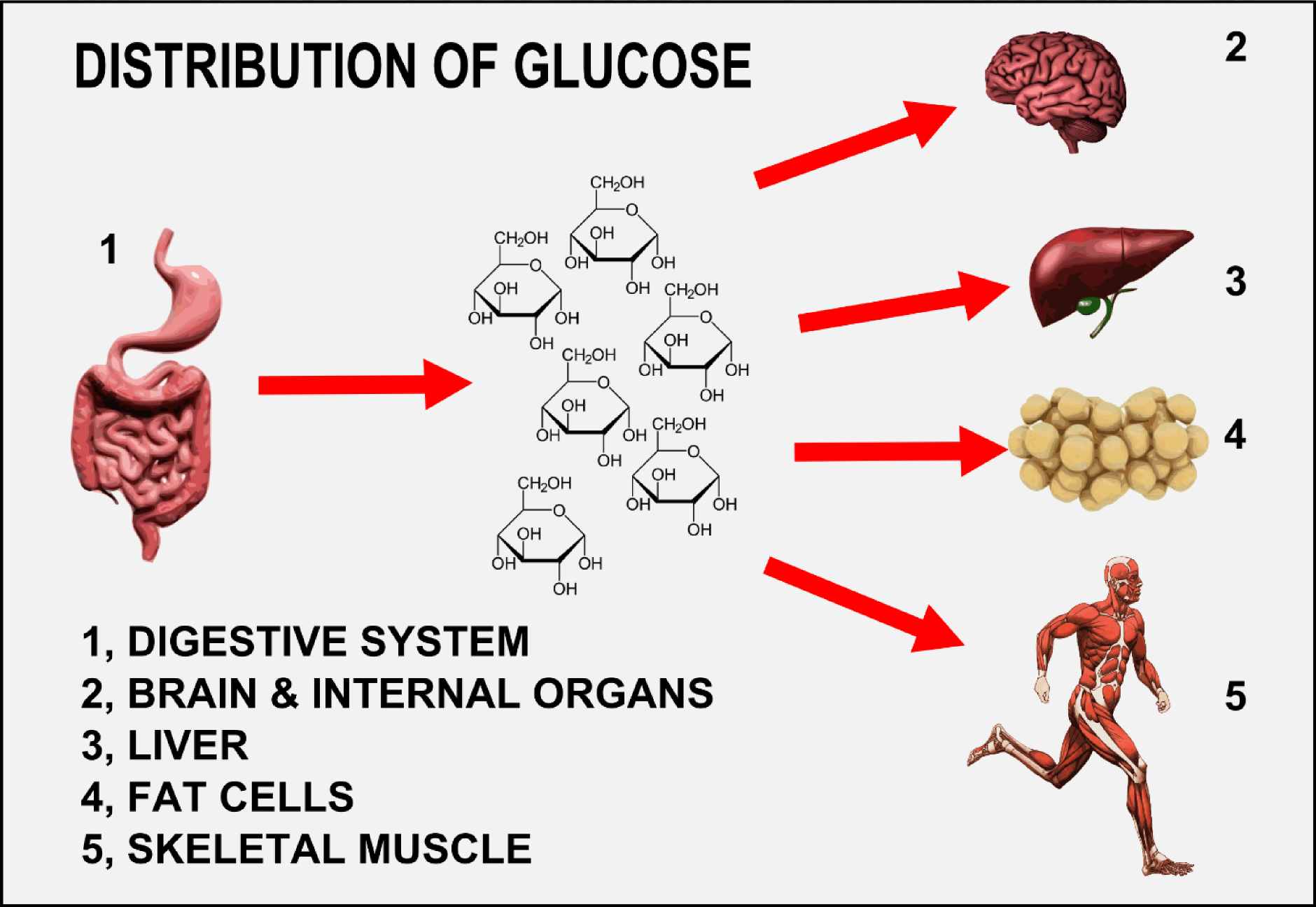 distribution of glucose.png