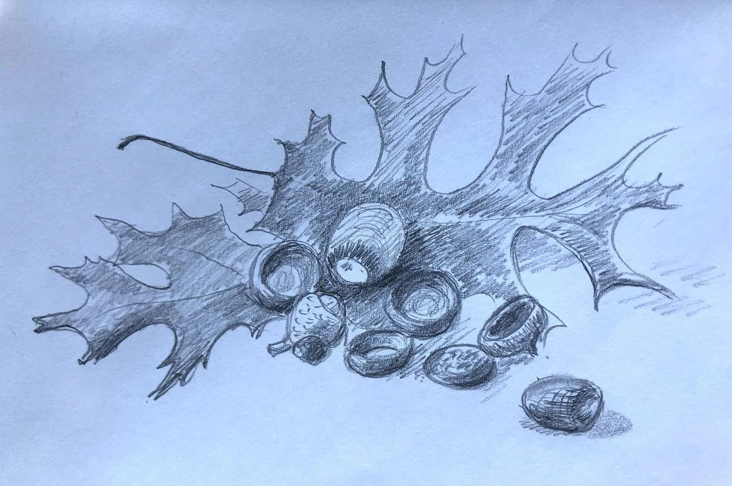 #oak #leaves &amp; #acorns &hellip;&hellip;&hellip;&hellip;&hellip;&hellip;&hellip; #pencildrawing #drawingpractice #sketch #artistsoninstagram #art #sketching #scottishartist