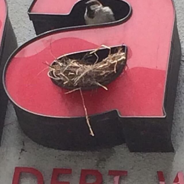 City birds are so creative