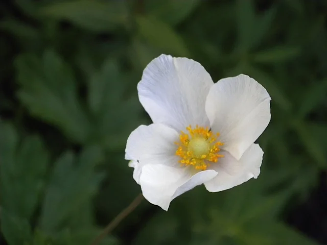 DSCN0026.jpg