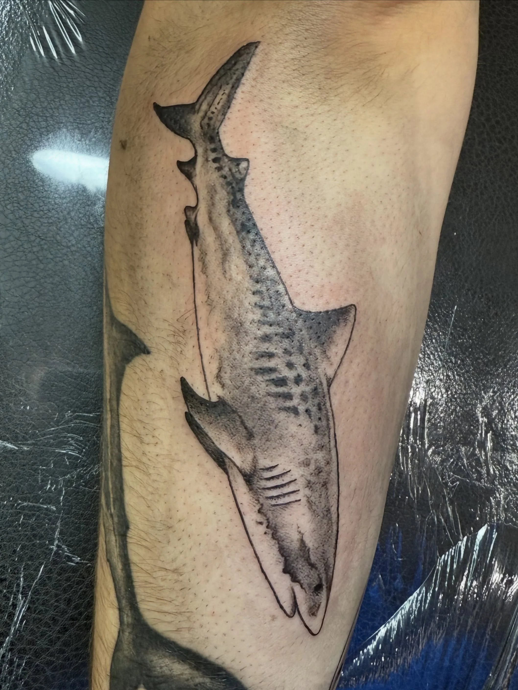 SHARK FUN FACT: Tiger sharks are one of the largest shark species in the world, weighing up to 1700 pounds! Comment &ldquo;SUBSCRIBE&rdquo; for more fun facts about sharks.
.
.
.
#tattoo #iowatattooartist #cedarrapidstattoo #sharktattoo #flashtattoo