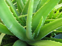 aloe_vera.jpg