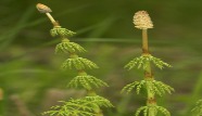 horsetail_for_overactive_bladder.jpg