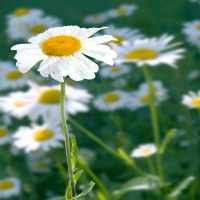 chamomile-tea.jpg
