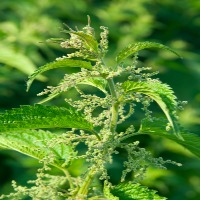 Stinging-nettle-tea-benefits.jpg