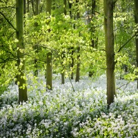 Wild-garlic.jpg