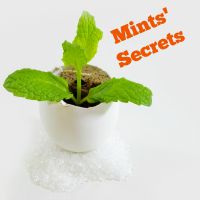 mints-secrets.jpg