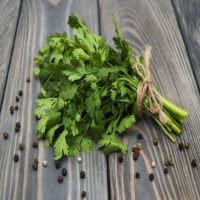 Cilantro.jpg