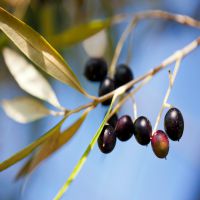 Home-remedies-for-ear-infections.jpg