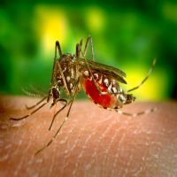 How-to-get-rid-of-mosquitoes.jpg