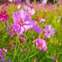 flower-essence.jpg