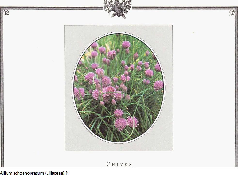 050816_0132_CulinaryHer21.png