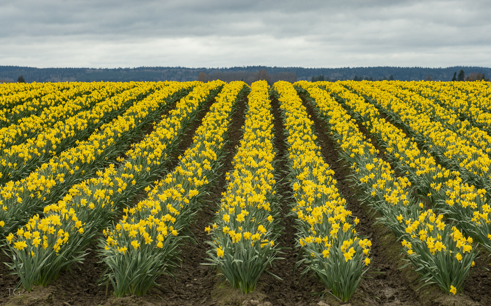 Skagit Valley Daffodils