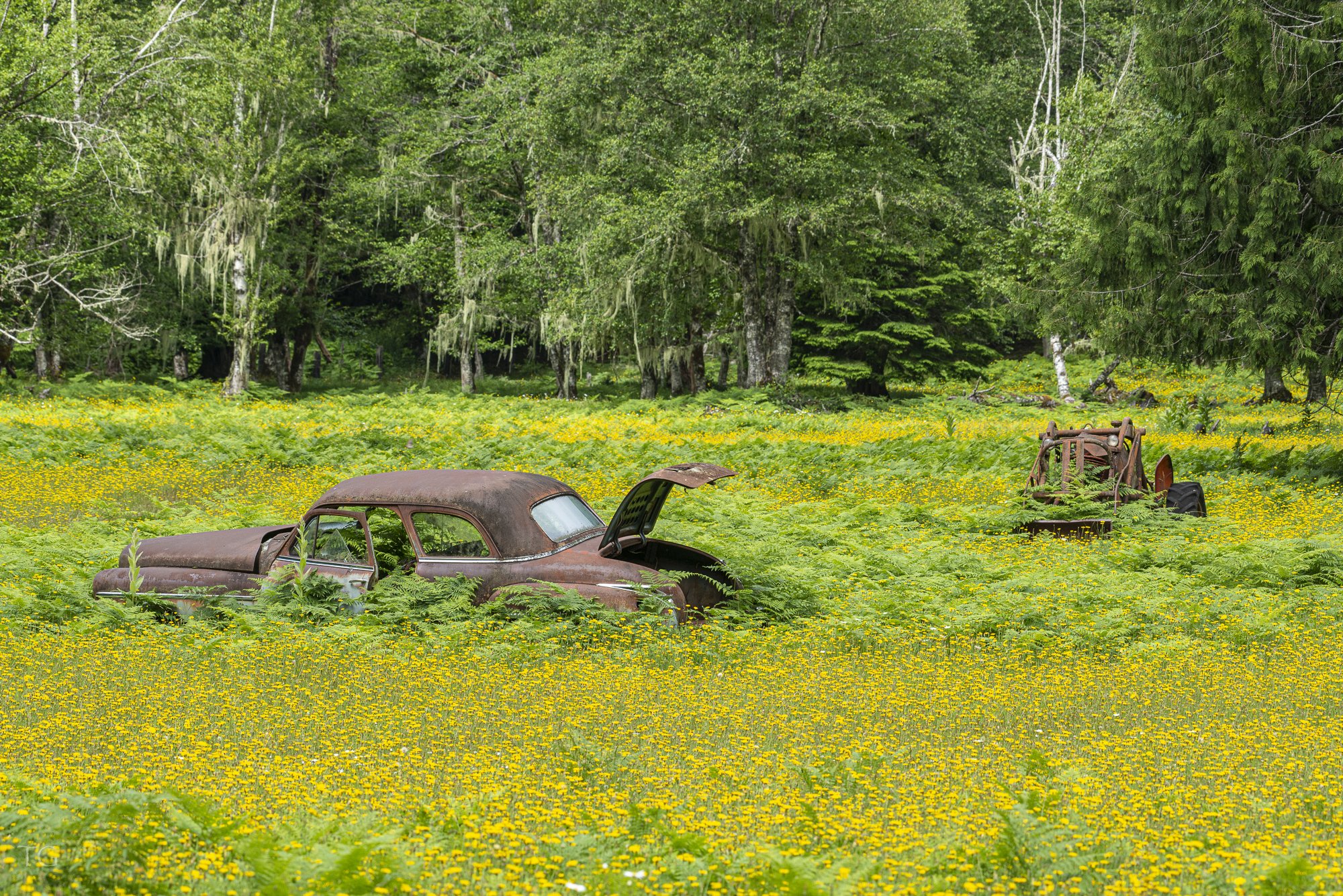 Old Cars In Wildflowers