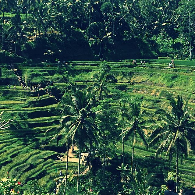 Happy Independence Day Indonesia! Oh how I miss this beautiful place and cannot wait to go back one day! Bali you have my ❤️ .
.
.
#Balilove #lovefortravel #liveyouradventure #acunamatata #MountBatur #oceanlove