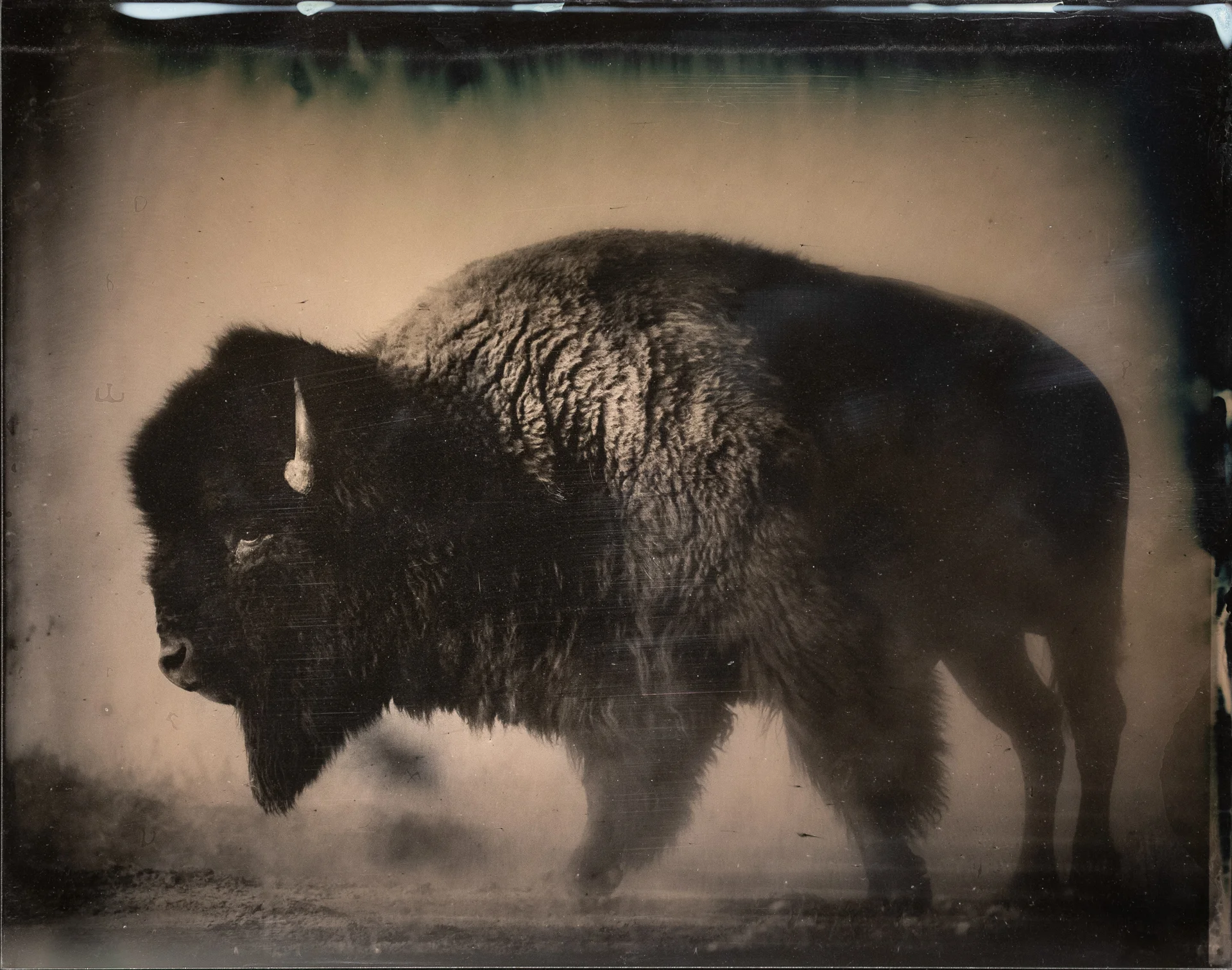 American Bison