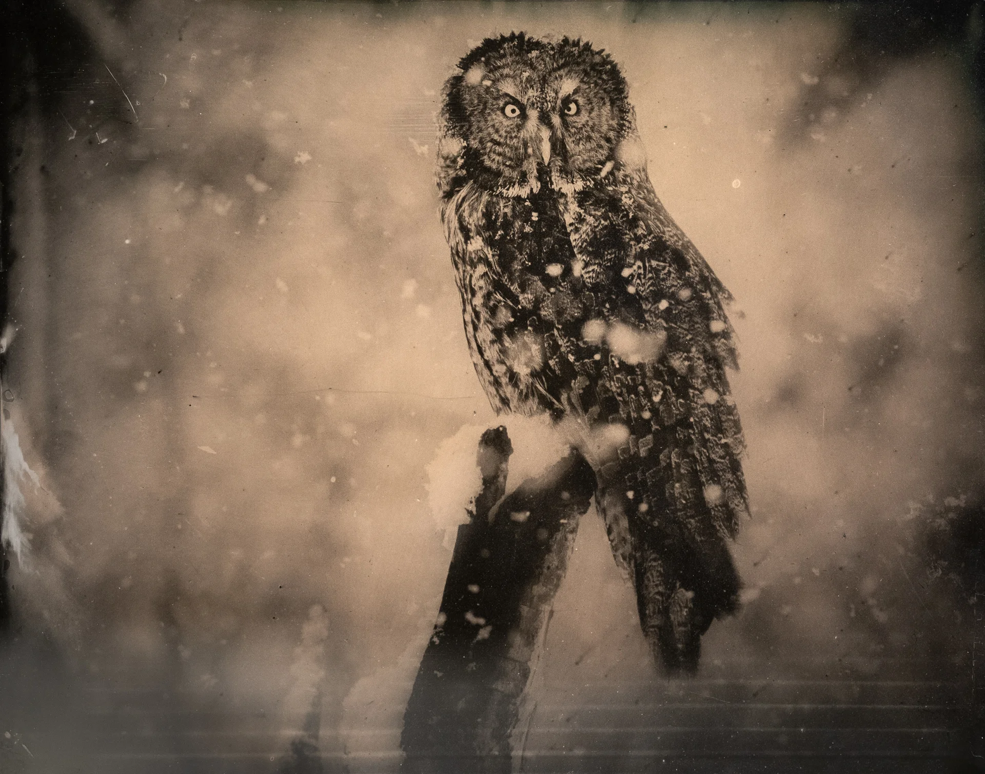 Phantom of the North