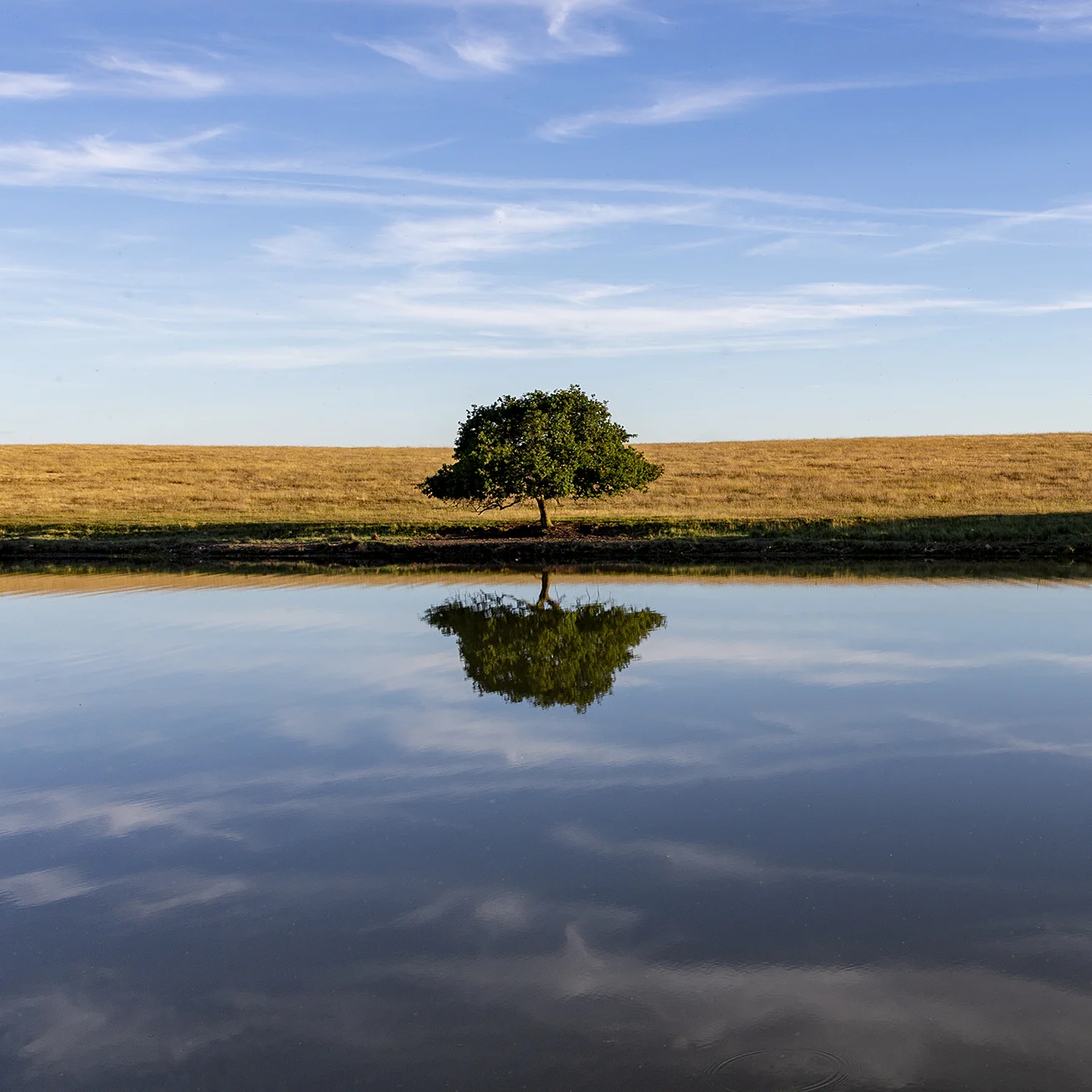 lone tree.jpg