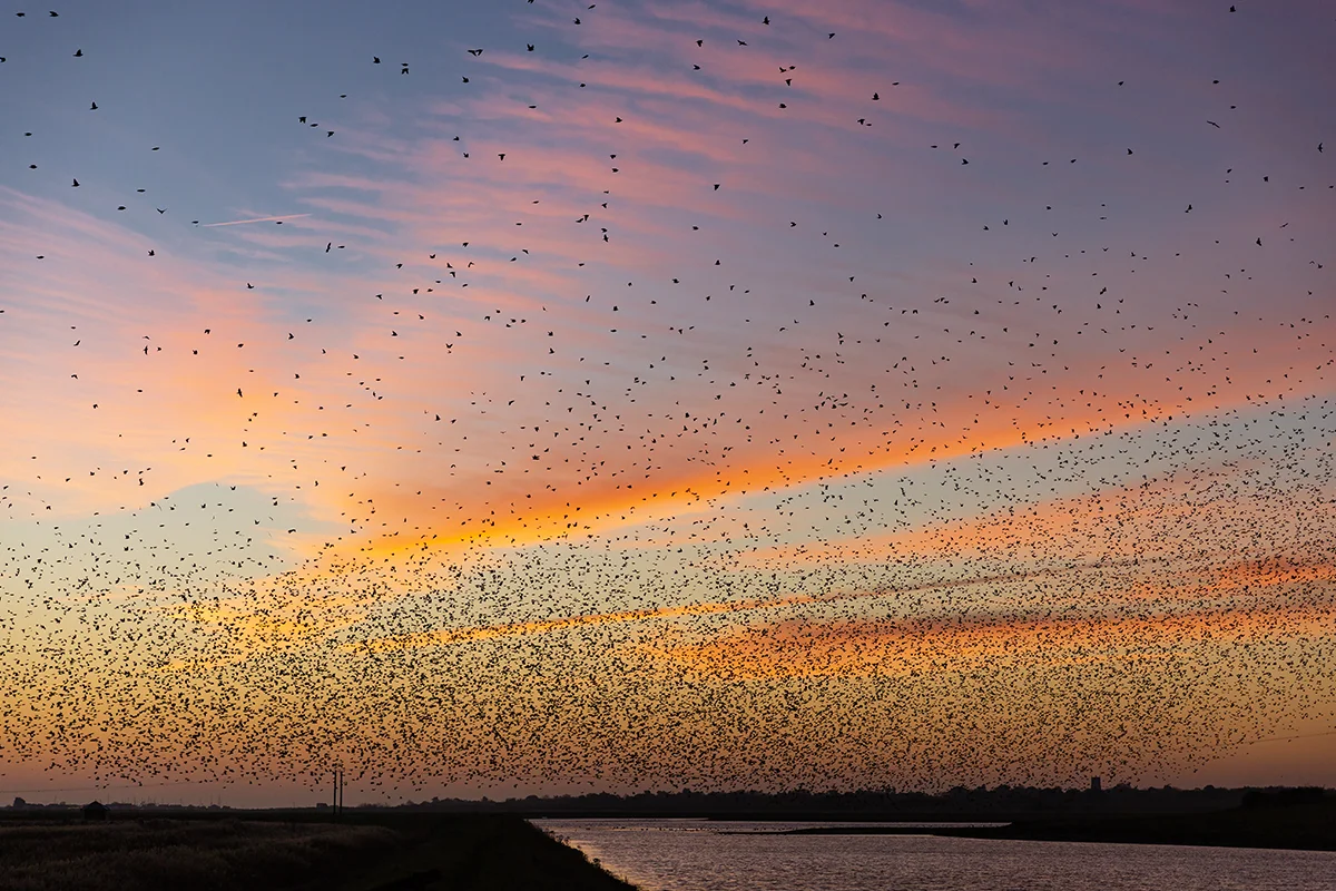 Sarah E Groves starling sunrise.jpg