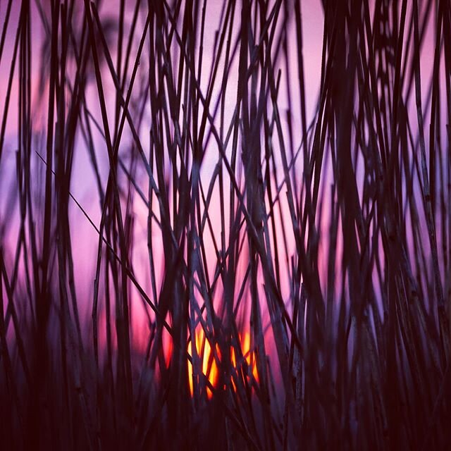 It&rsquo;s #InternationalDawnChorus day, and as well as the gift of avian voices, I was treated to a beautiful sunrise burning colour into the reeds.