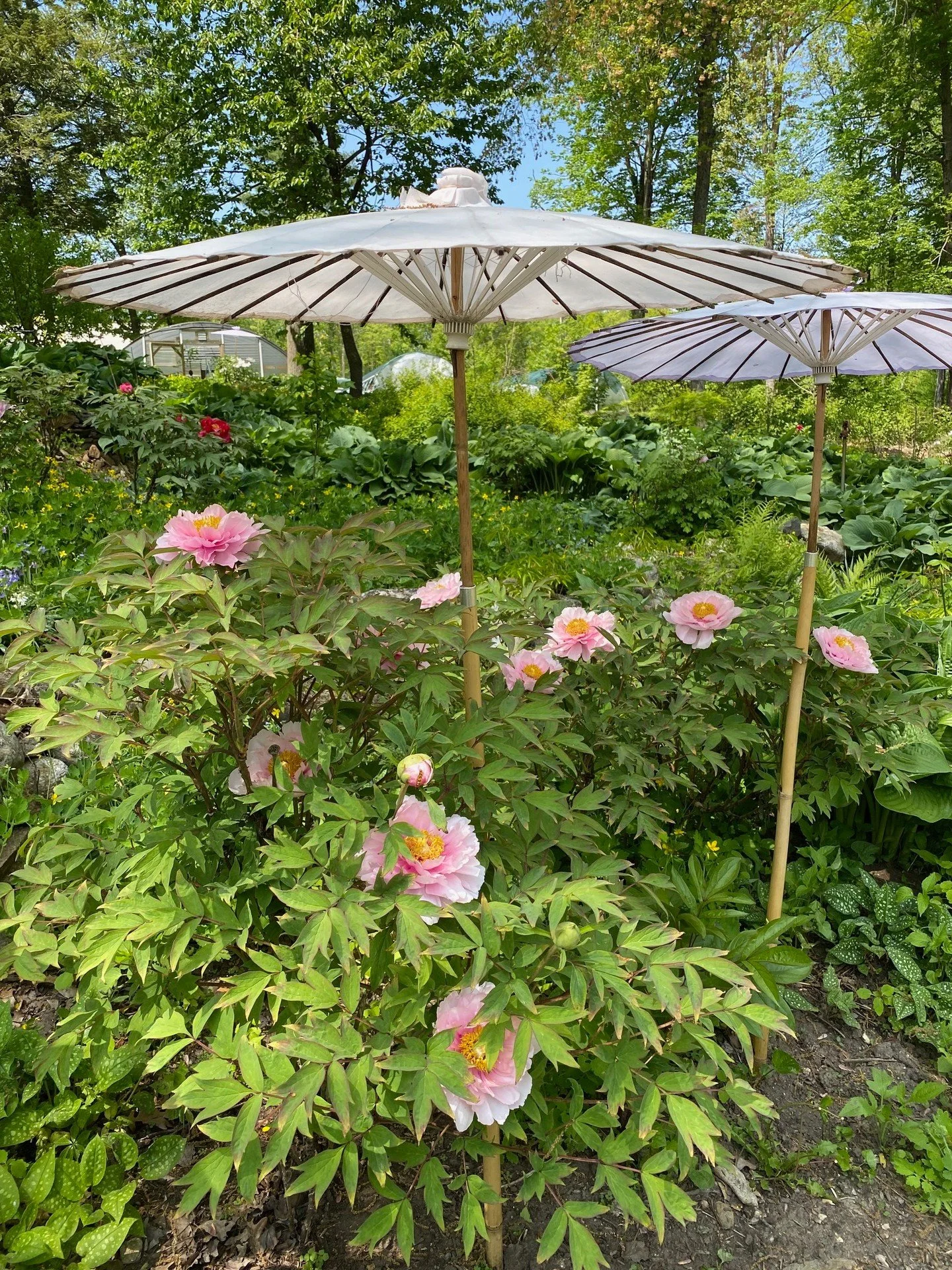 Cricket Hill Garden returns to Trade Secrets.

Renowned for its extraordinary peonies and thoughtfully grown plants, @crickethillgarden has earned a devoted following among gardeners who value beauty, quality, and the joy of something a little unexpe